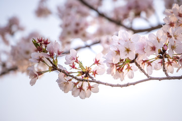 Cherry Blossom