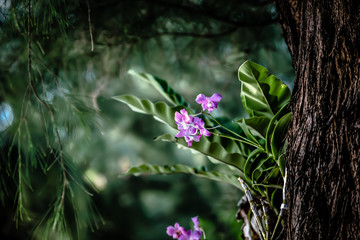 purple flowers in the garden