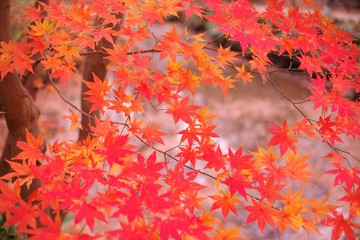 Maple leaves in autumn