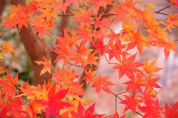 Naklejka na ściany i meble Maple leaves in autumn