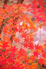 Maple leaves in autumn