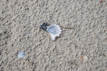 The sand on the seashore has crab bubbles and shells