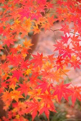 Maple leaves in autumn