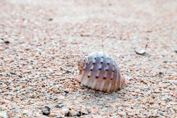 The sand on the seashore has crab bubbles and shells