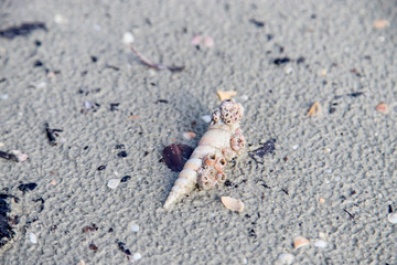 The sand on the seashore has crab bubbles and shells