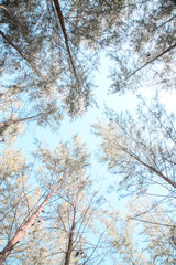 Pine leaves with the sky