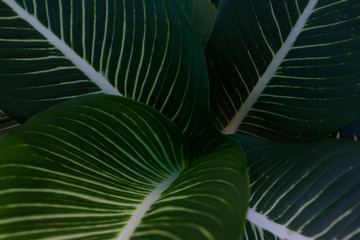 Concept green leaf dieffenbachia for background.