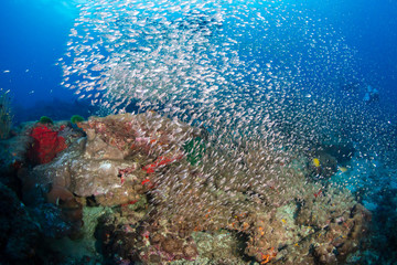 Beautiful hard corals on a tropical coral reef in Thailand's Similan Islands
