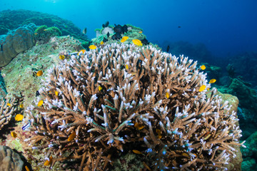 Fototapeta na wymiar Beautiful hard corals on a tropical coral reef in Thailand's Similan Islands