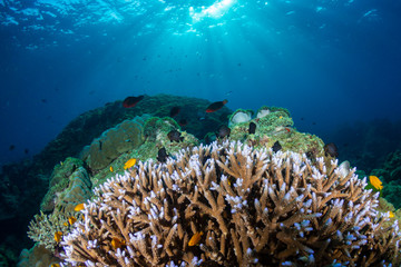 Naklejka na ściany i meble Beautiful hard corals on a tropical coral reef in Thailand's Similan Islands