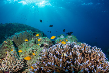 Beautiful hard corals on a tropical coral reef in Thailand's Similan Islands