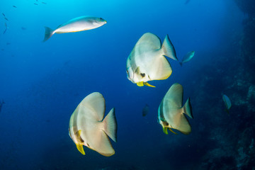 Large Batfish on a tropical coral reef