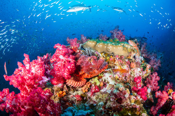 Naklejka na ściany i meble Well camouflaged Scorpionfish on a tropical coral reef