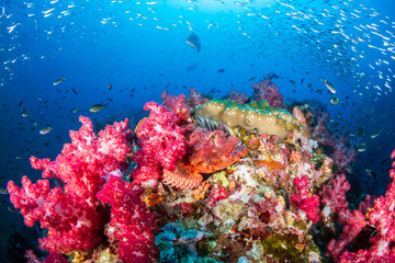 Fototapeta na wymiar Well camouflaged Scorpionfish on a tropical coral reef