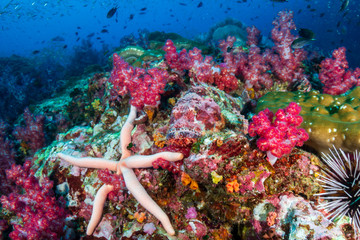 A beautiful, colorful tropical coral reef system in asia