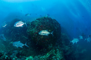 Trevally on a tropical coral reef