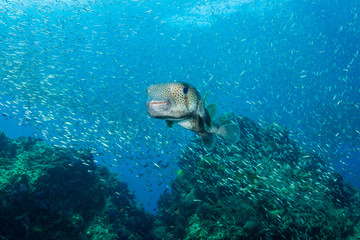 A curious Pufferfish / Porcupine fish on a tropical coral reef