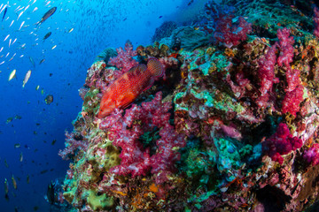Naklejka na ściany i meble Colorful Coral Grouper on a tropical coral reef