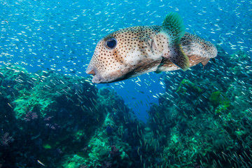 A curious Pufferfish / Porcupine fish on a tropical coral reef