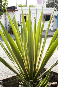 Agave amarillo