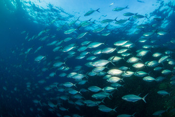 Naklejka na ściany i meble A large school of predatory Jacks in a blue ocean above a tropical coral reef