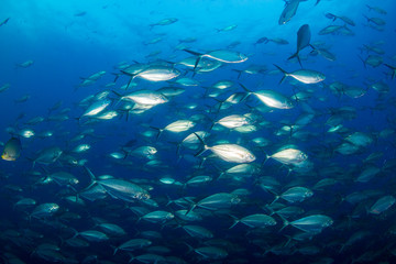 A large school of predatory Jacks in a blue ocean above a tropical coral reef