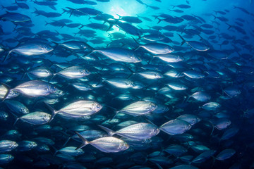 A large school of predatory Jacks in a blue ocean above a tropical coral reef