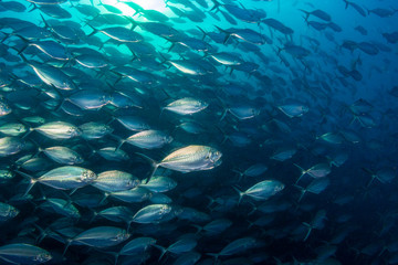 Schooling Trevally and Jacks in the ocean above Richelieu Rock, Thailand