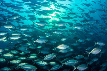 A large school of predatory Jacks in a blue ocean above a tropical coral reef