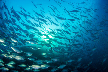 Fototapeta na wymiar A large school of predatory Jacks in a blue ocean above a tropical coral reef