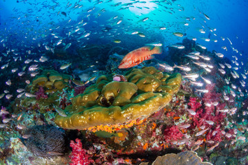 Naklejka na ściany i meble Tropical fish swimming around a beautiful tropical coral reef