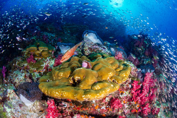 A beautiful, colorful tropical coral reef system in asia