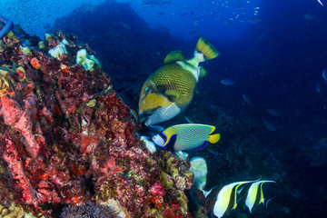 Large Titan Triggerfish feeding on a tropical coral reef