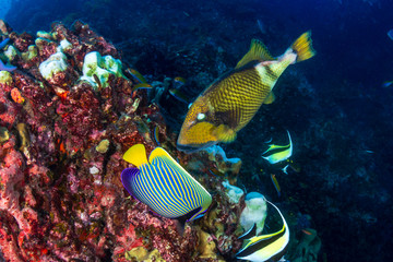 Naklejka na ściany i meble Large Titan Triggerfish feeding on a tropical coral reef