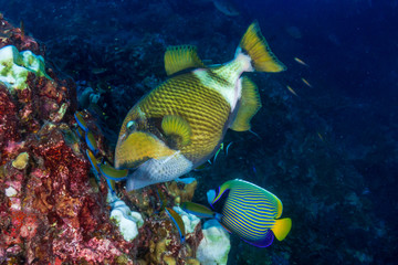 Large Titan Triggerfish feeding on a tropical coral reef