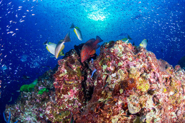 Tropical fish swimming around a beautiful tropical coral reef