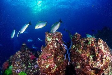 Fototapeta na wymiar Tropical fish swimming around a beautiful tropical coral reef