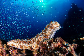 Large Sea Cucumber on a tropical coral reef (Richelieu Rock, Thailand)