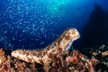 Large Sea Cucumber at sunset on a beautiful tropical coral reef