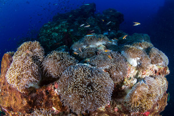 Tropical fish swimming around a beautiful tropical coral reef