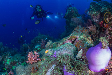 Fototapeta premium SCUBA divers over a colorful tropical coral reef in Thailand