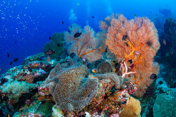 Tropical fish swimming around a beautiful tropical coral reef