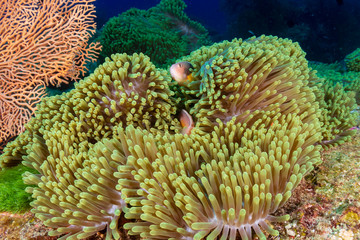 Naklejka na ściany i meble Pink Skunk Clownfish on a tropical coral reef