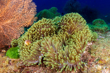 Pink Skunk Clownfish on a tropical coral reef