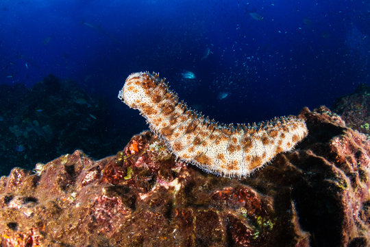 Large Sea Cucumber on a tropical coral reef (Richelieu Rock, Thailand)