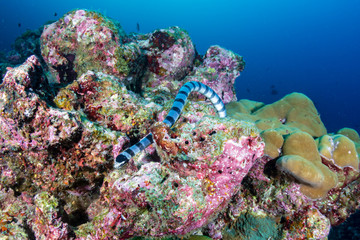 Naklejka na ściany i meble A Banded Seasnake (Sea Krait) on a tropical coral reef in Thailand