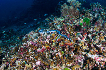 Obraz na płótnie Canvas A Banded Seasnake (Sea Krait) on a tropical coral reef in Thailand