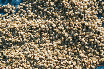 Close up Sun dried Arabica coffee beans on blue net with copy space in the Akha village of Maejantai on the hill in Chiang Mai, Thailand.