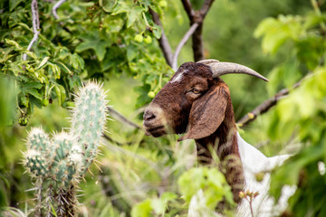 wild white and brown goat in the field