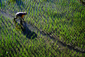 Paddy farmer planting on the rice field